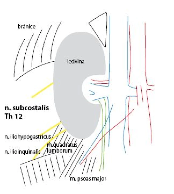 Anatomie oblasti, kde je prováděna pravostranná nefropexe
Fig. 1. Anatomy of region where nephropexis is performed