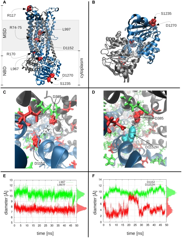 Molecular modeling and simulations of CFTR WT and variants.