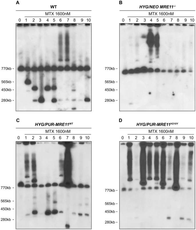 <i>PTR1</i> gene amplification of <i>L. infantum</i> methotrexate (MTX) resistant cells.