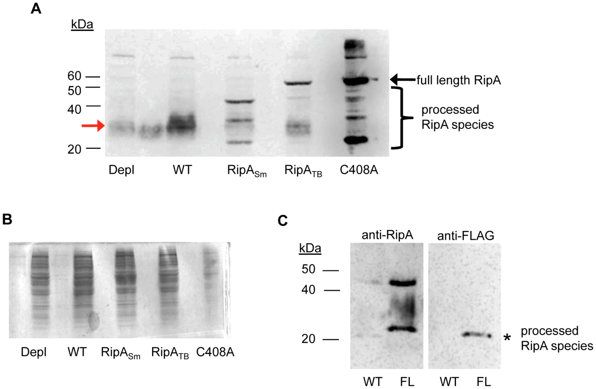 RipA<sub>Sm</sub> but not RipA<sub>TB</sub> is proteolytically processed in <i>M. smegmatis</i>.