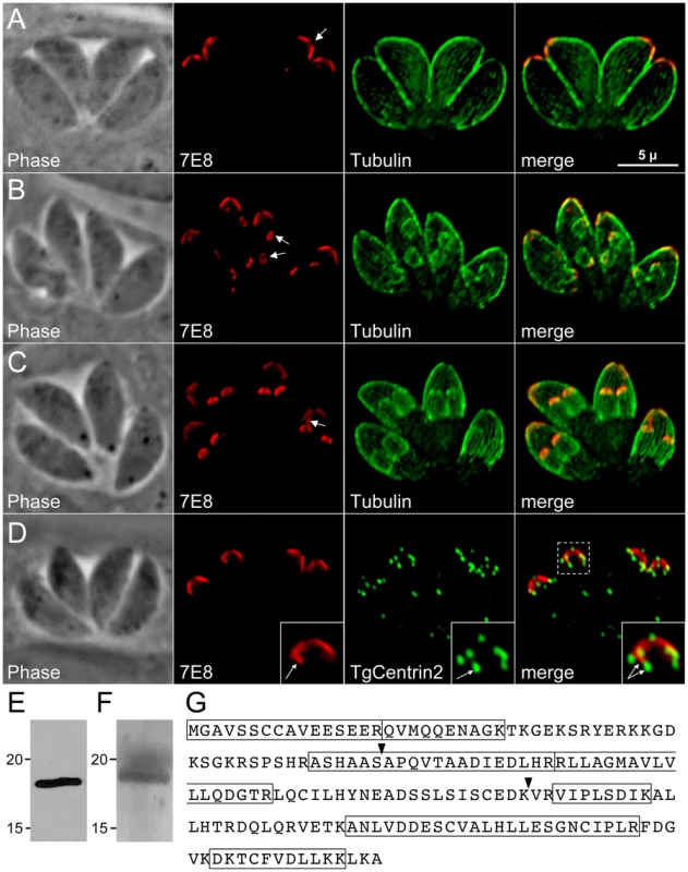 mAb 7E8 stains an apical cap structure in mature <i>Toxoplasma</i> tachyzoites and forming daughter parasites.