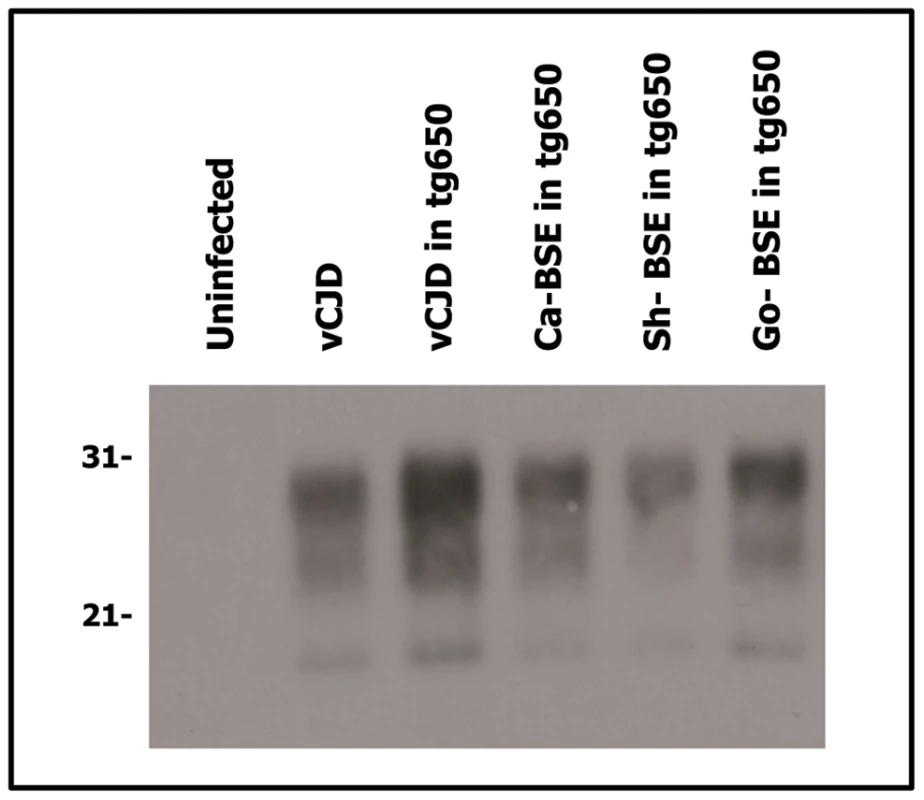 Western blots analysis of PrP<sup>res</sup> in the brains of tg650 mice infected with human, bovine, ovine and goat isolates.