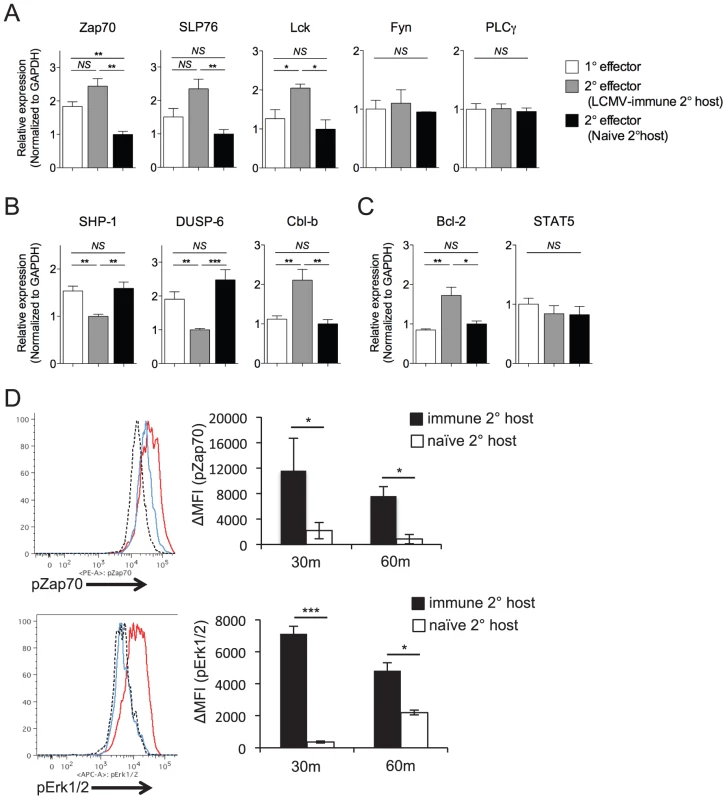 Maintenance of high functional avidity after secondary challenge is associated with enhanced expression of TCR signaling molecules.