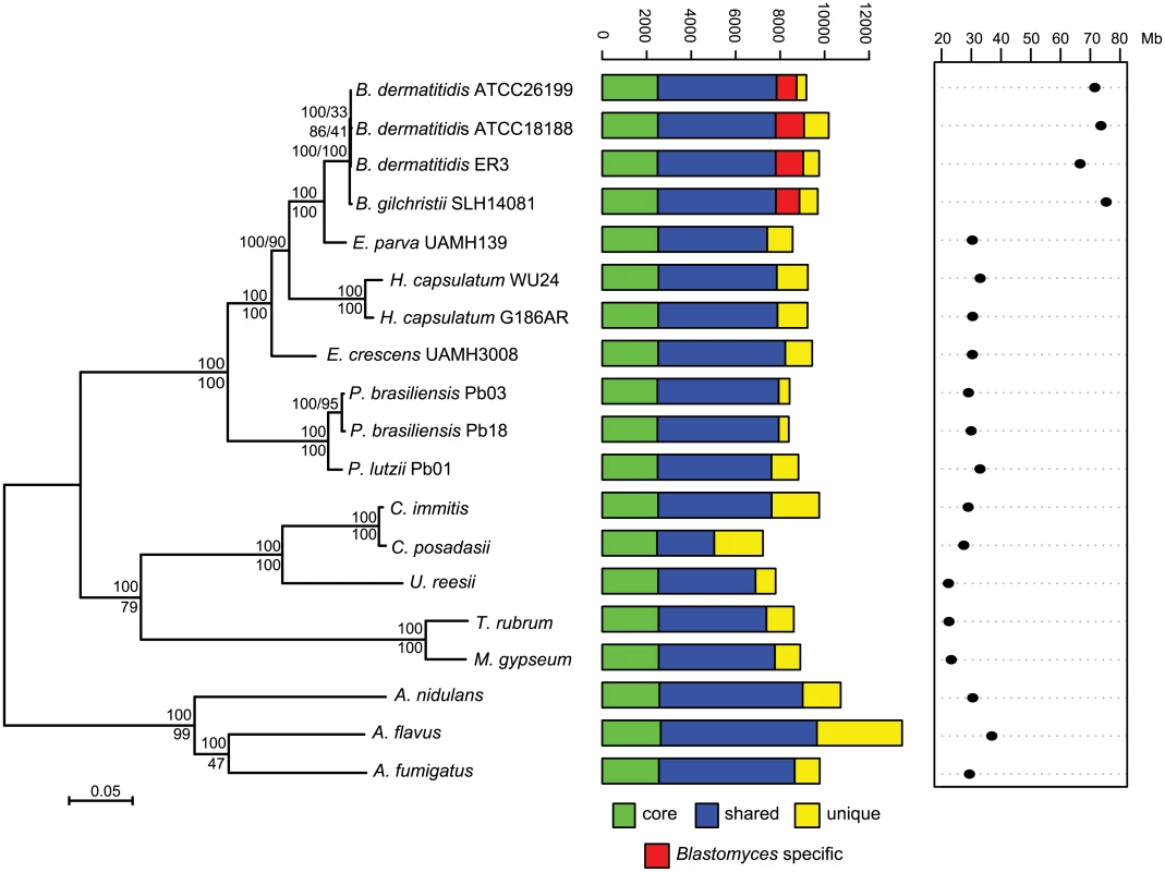Phylogeny and gene conservation of <i>Blastomyces</i> and <i>Emmonsia</i> spp.