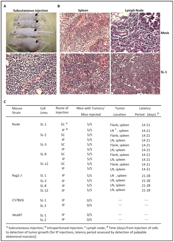 Induction of lymphomas by MHV68 immortalized FL cell lines in athymic nude and Rag 2-deficient mice.