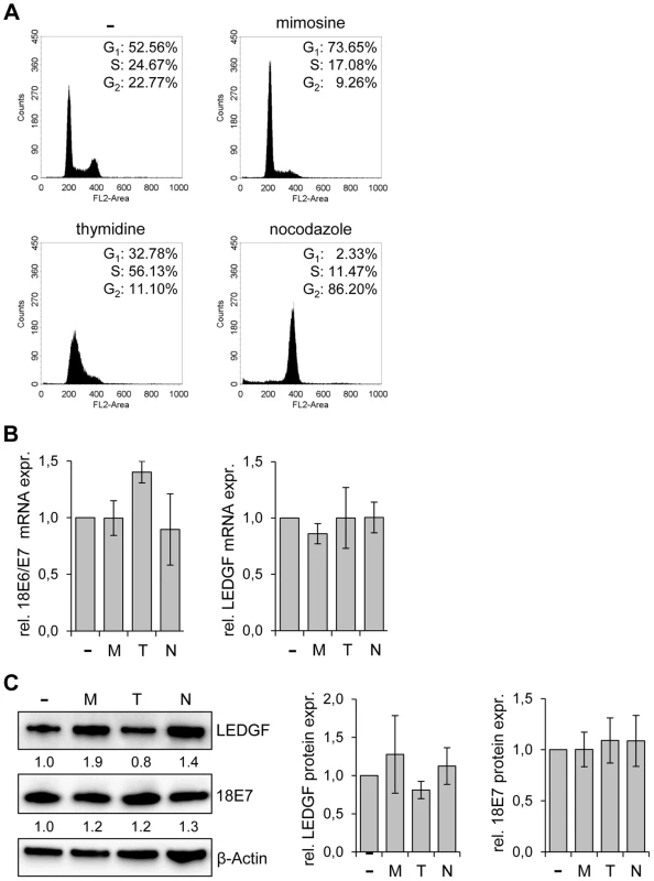 <i>LEDGF</i> expression in HeLa is not altered by cell cycle-inhibitory drugs.