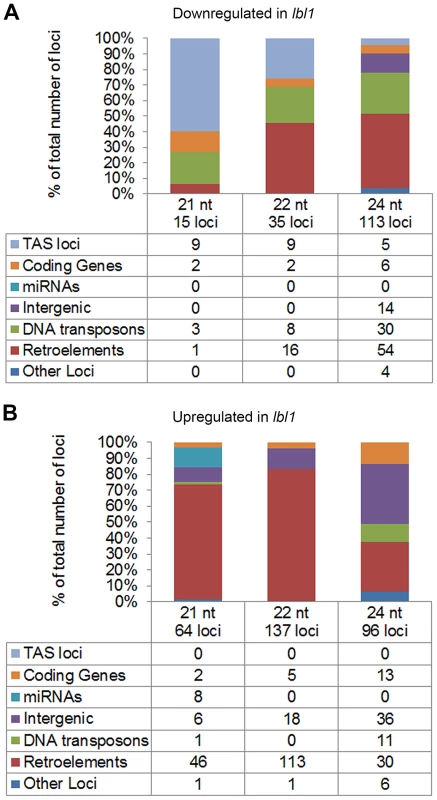 LBL1 affects the accumulation of 21-, 22-, and 24-nt small RNAs.