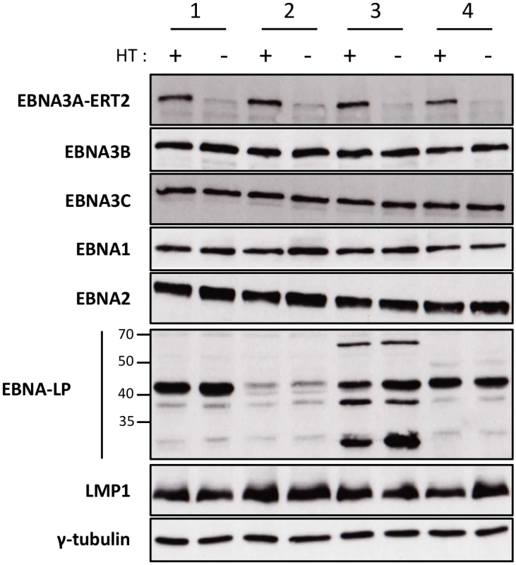 Validation of EBNA3A-ERT2 conditional LCLs.