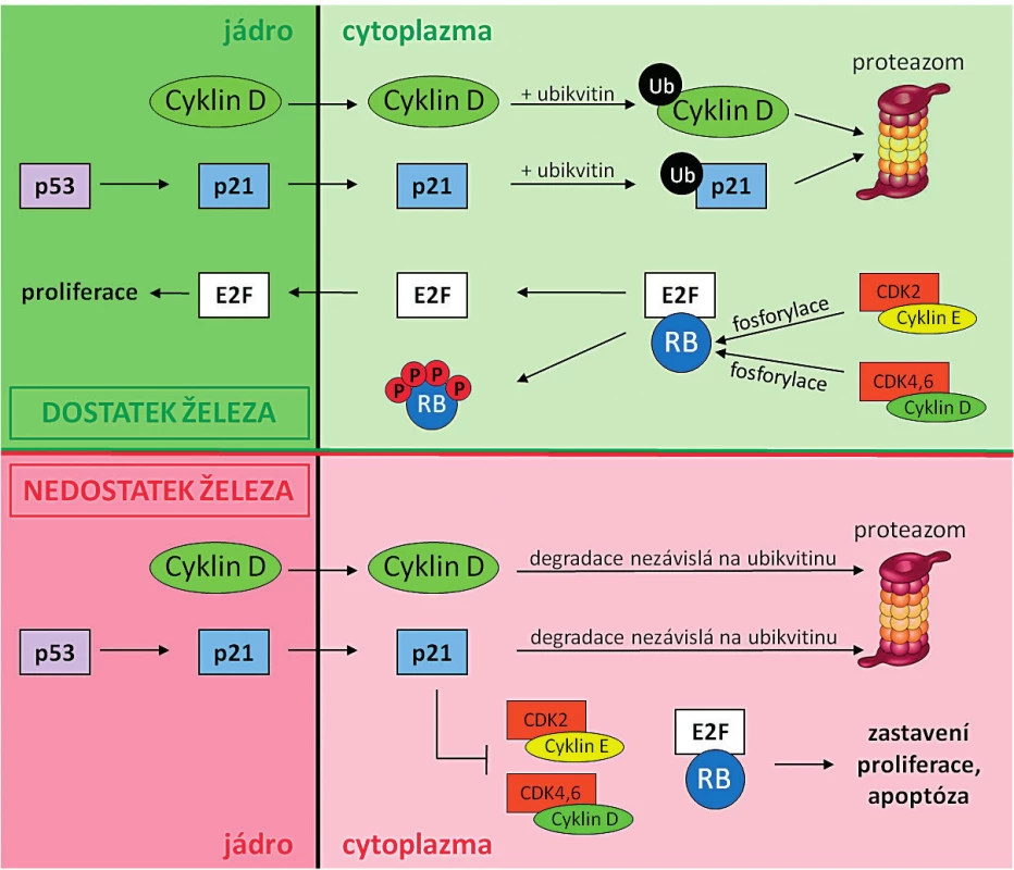 Srovnání funkce a mechanismu degradace cyklinu D a proteinu p21 za normálních podmínek  
a při nedostatku železa
