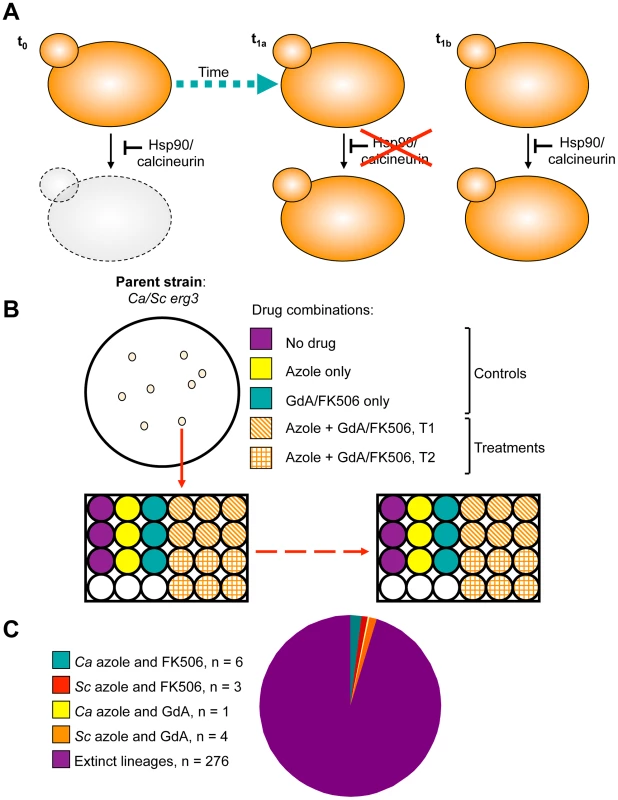 Design and outcome of the experimental evolution of resistance to drug combinations.