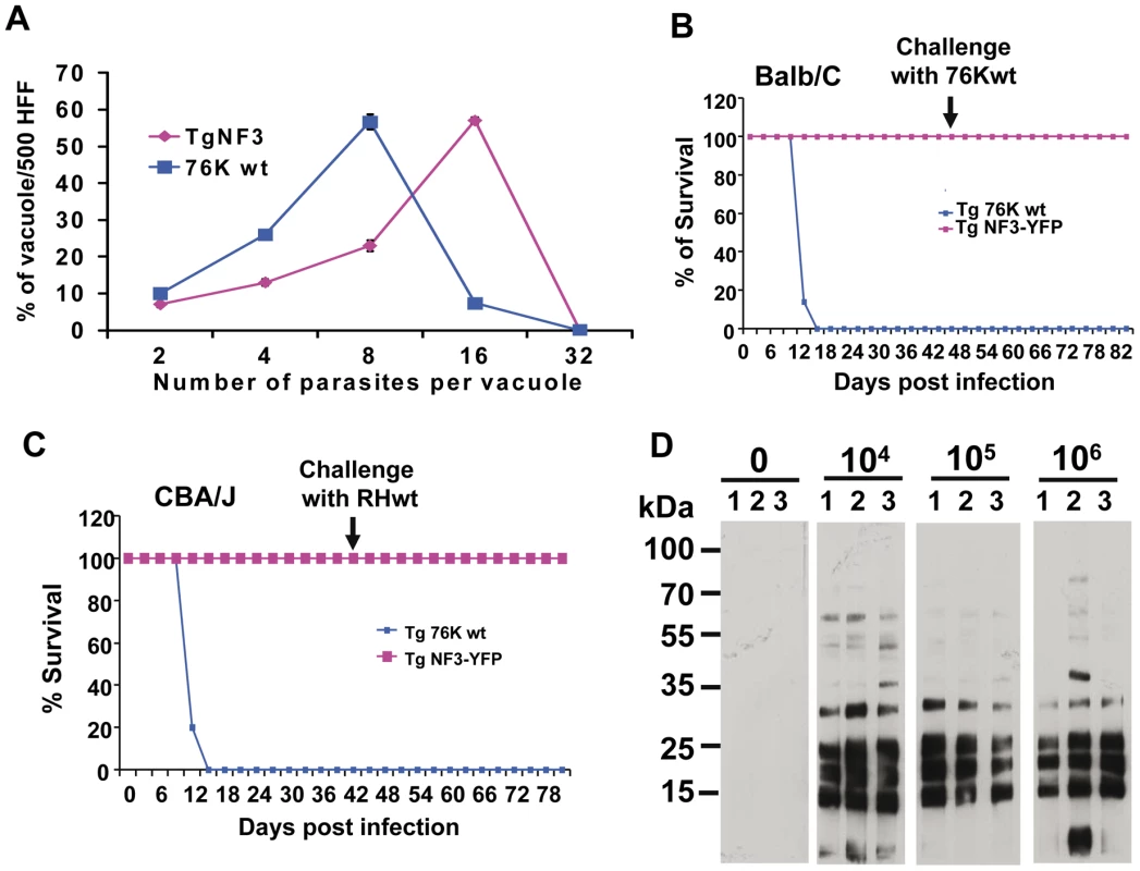 Ectopic expression of TgNF3 enhances parasite replication <i>in vitro</i> but drastically attenuates parasite virulence <i>in vivo</i>.