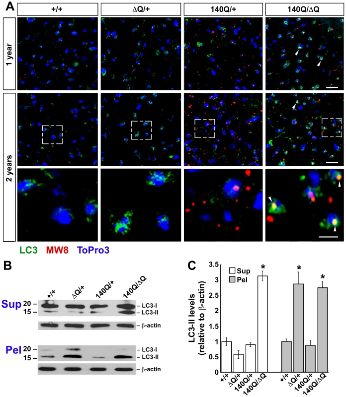 ΔQ-htt expression in mice enhances LC3 immunostaining and LC3-II steady-state levels.