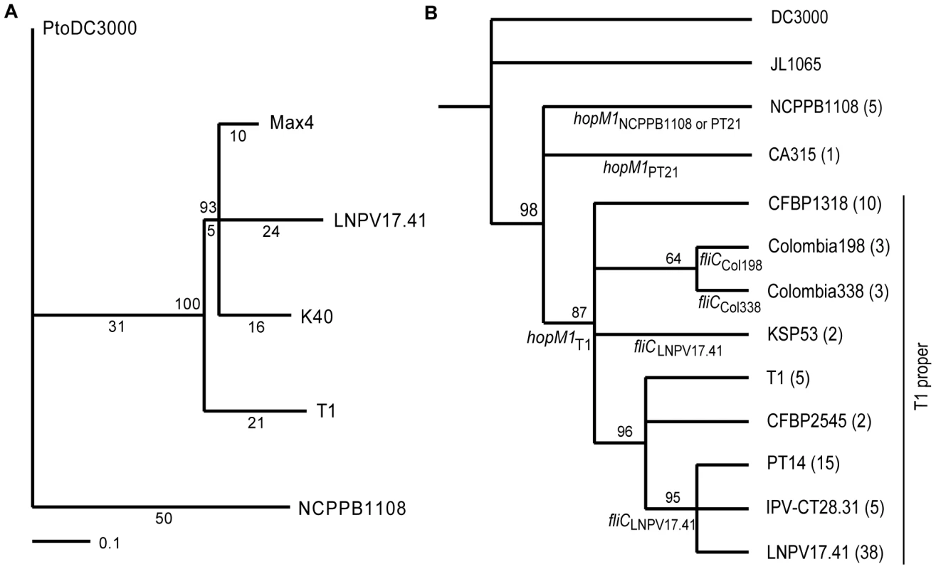 Phylogenetic trees based on SNPs reveal the evolutionary relationship between T1-like <i>Pto</i> strains.