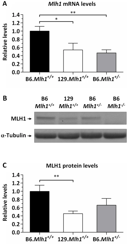 Reduced MLH1 expression in 129 versus B6 mice.