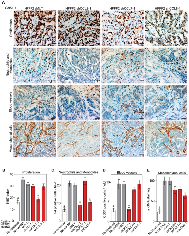 Diverse effects on the tumor microenvironment mediated by fibroblast secretion of the related chemokines CCL2, CCL7 and CCL8.