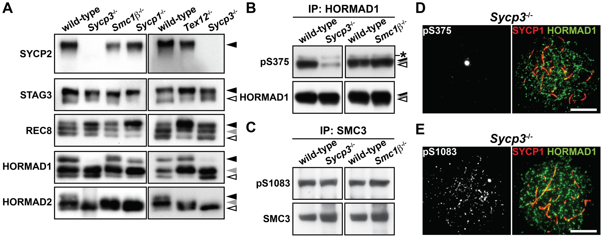 Phosphorylation of HORMAD1 is reduced in the absence of SYCP3.