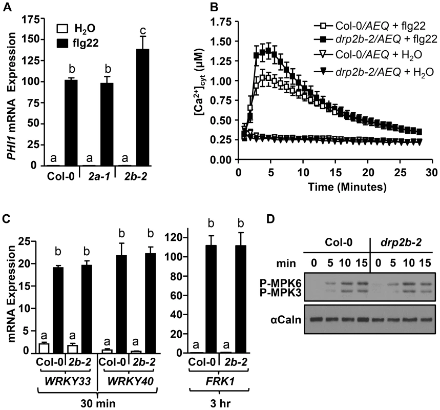 <i>DRP2B</i> is a negative regulator of flg22-induced Ca<sup>2+</sup>-dependent responses but has no apparent role in MAPK-dependent responses.