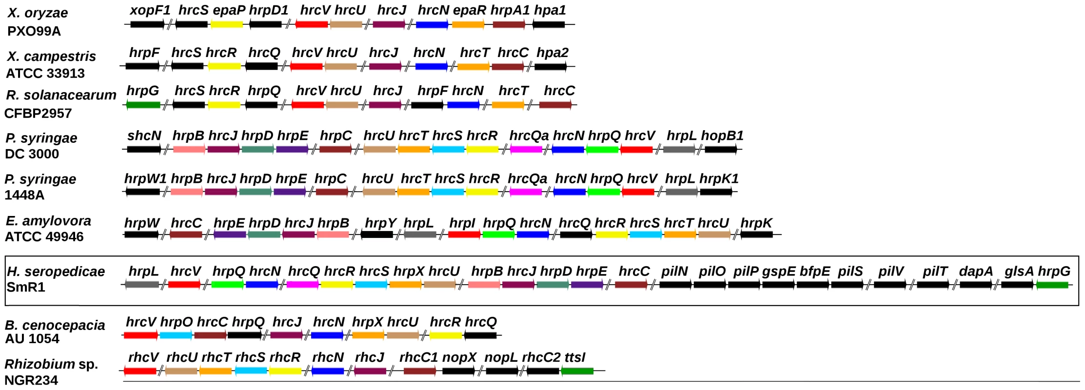 The type III secretion system gene cluster of <i>H. seropedicae</i> SmR1 and other organisms.