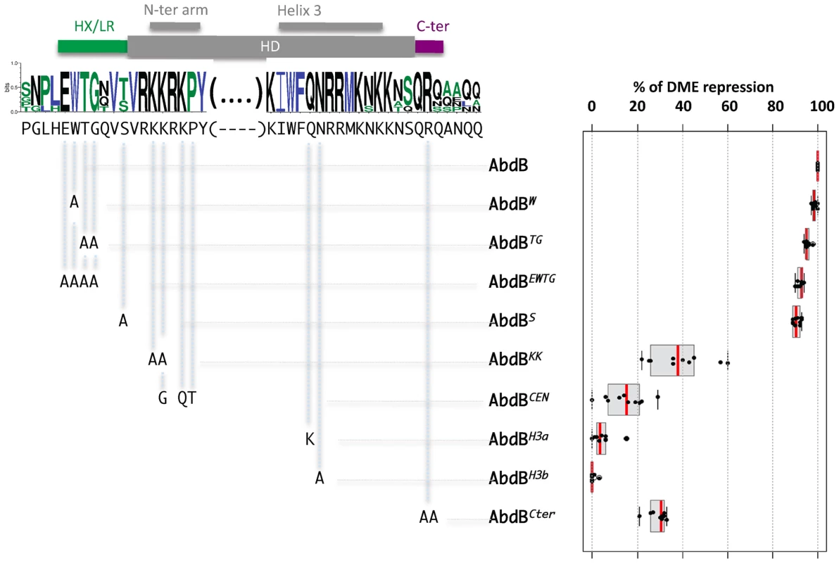 Protein sequence requirements for AbdB-mediated DME repression.