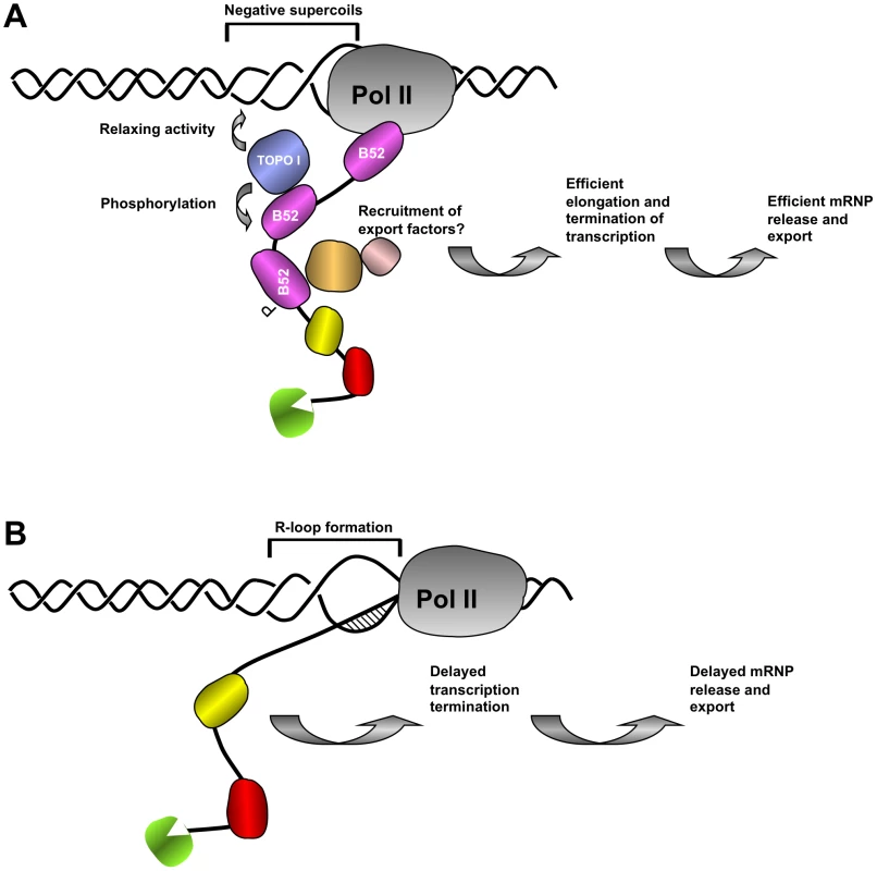 Proposed model of the coordination between nascent mRNP release and DNA supercoiling mediated by SR protein B52 and Topo I.