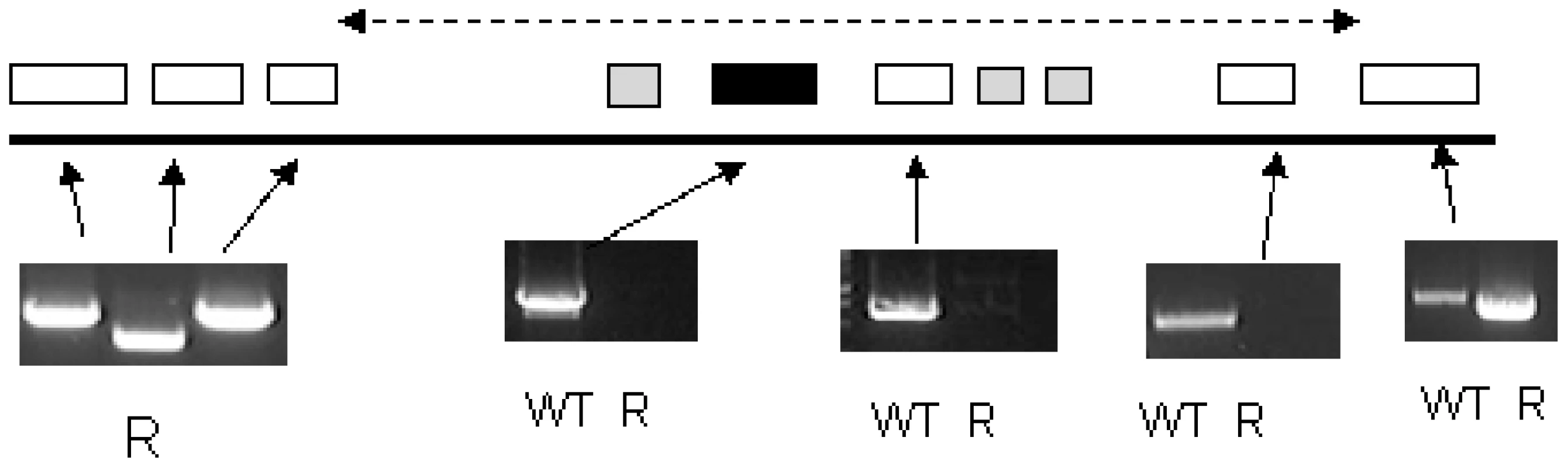 PCR analysis of the region of chromosome 8 housing the single copy <i>TbAAT6</i> (black box) in <i>T. brucei</i>.