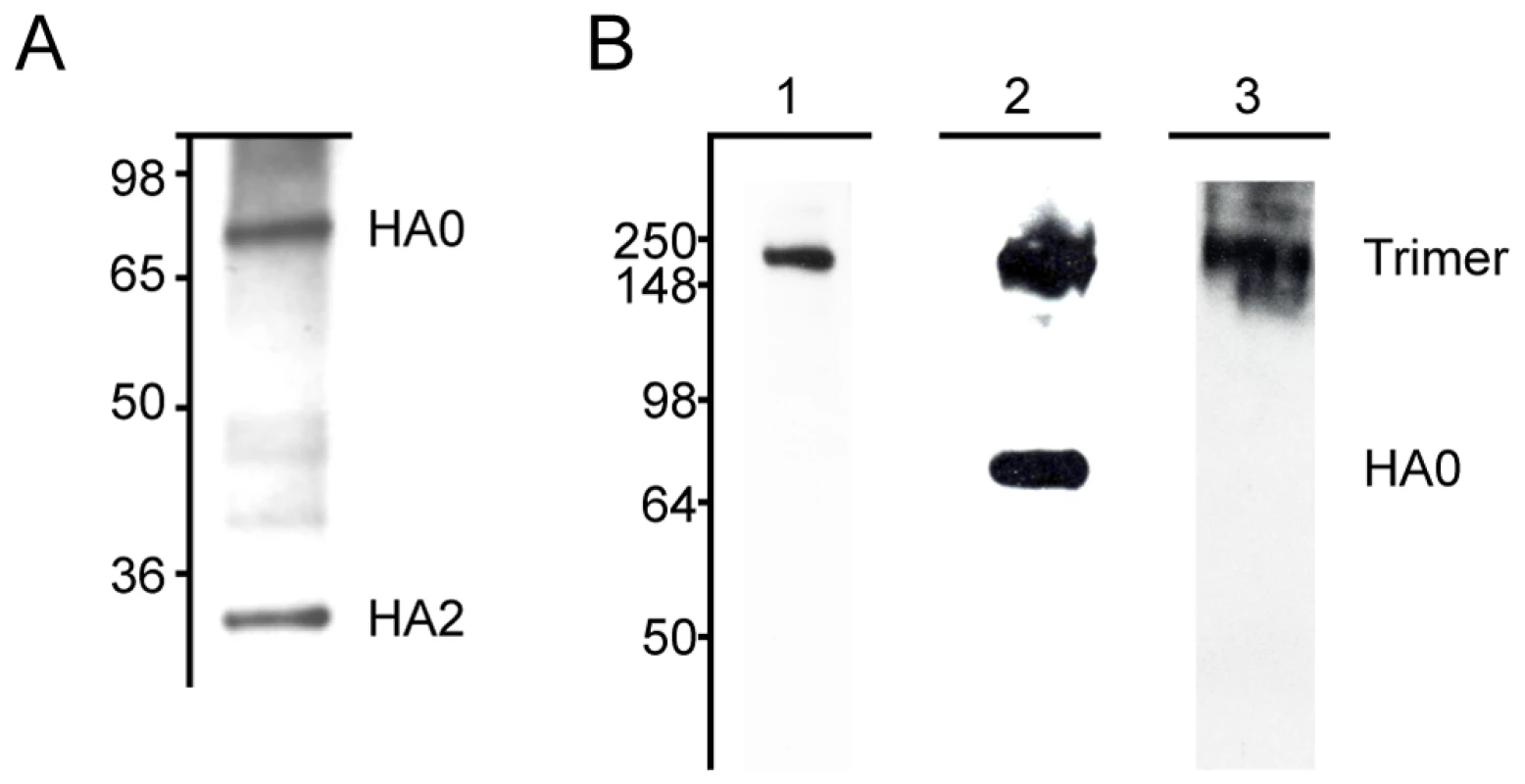 MAbs react with H3 hemagglutinin by western blot.