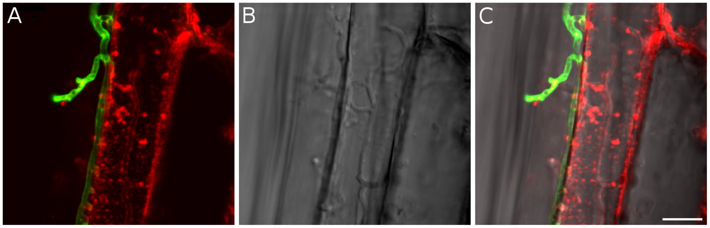 Biotrophic growth of <i>P. indica</i> in barley root cortex cells.