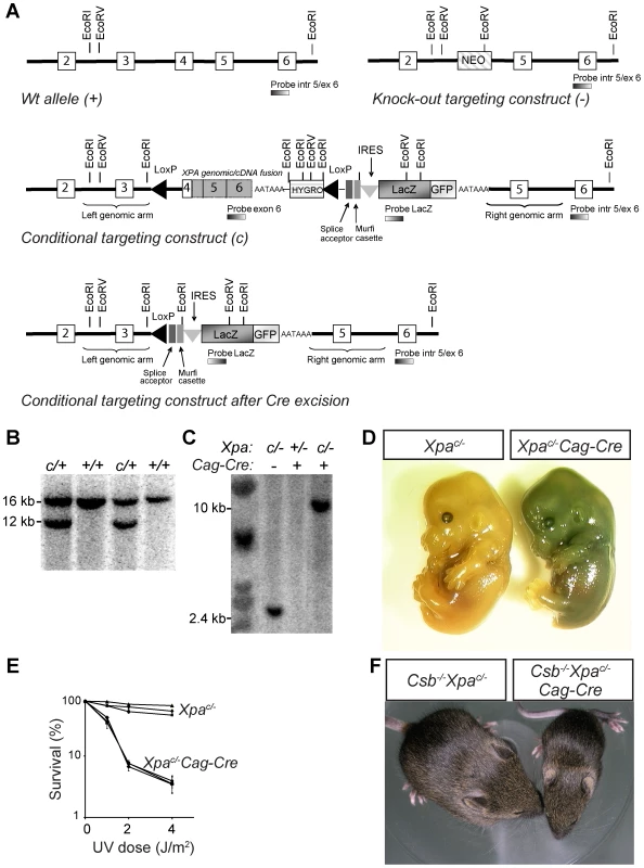 Generation of conditional <i>Xpa<sup>c/−</sup></i> mouse with a floxed genomic/cDNA fusion construct.