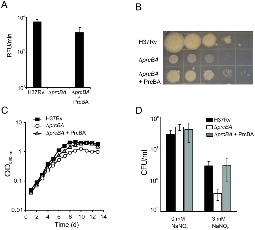 The proteasome is required for optimal growth <i>in vitro</i> and for resistance to RNI.