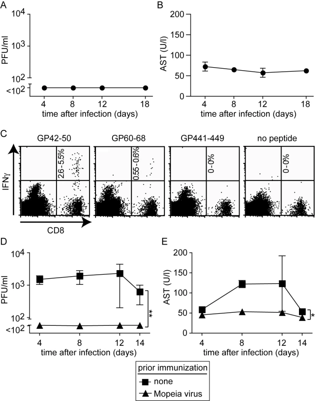 Mopeia virus (MV) infection is apathogenic in HHD mice but elicits LASV-specific HLA-A2.1-restricted CD8<sup>+</sup> T cells and protects against subsequent LASV challenge.