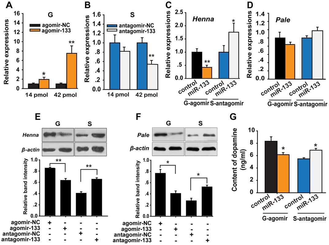 miR-133 controls dopamine production by regulating <i>henna</i> and <i>pale</i> expression in the locust brain.