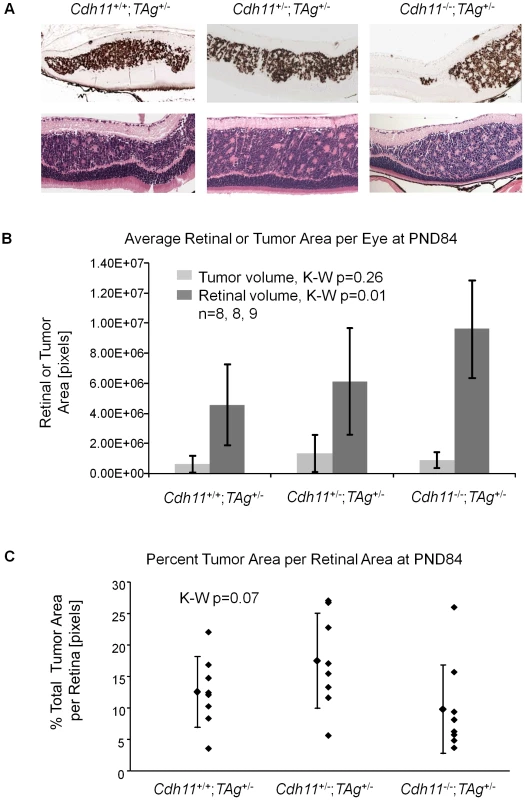 At PND84, total tumor volume was similar in all three genotypes.