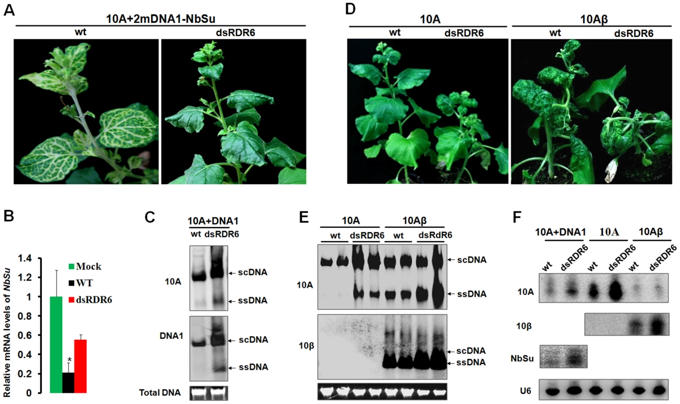 Compromised VIGS efficiency and enhanced susceptibility to TYLCCNV infection in RDR6-deficient <i>Nicotiana benthamiana</i> plants.