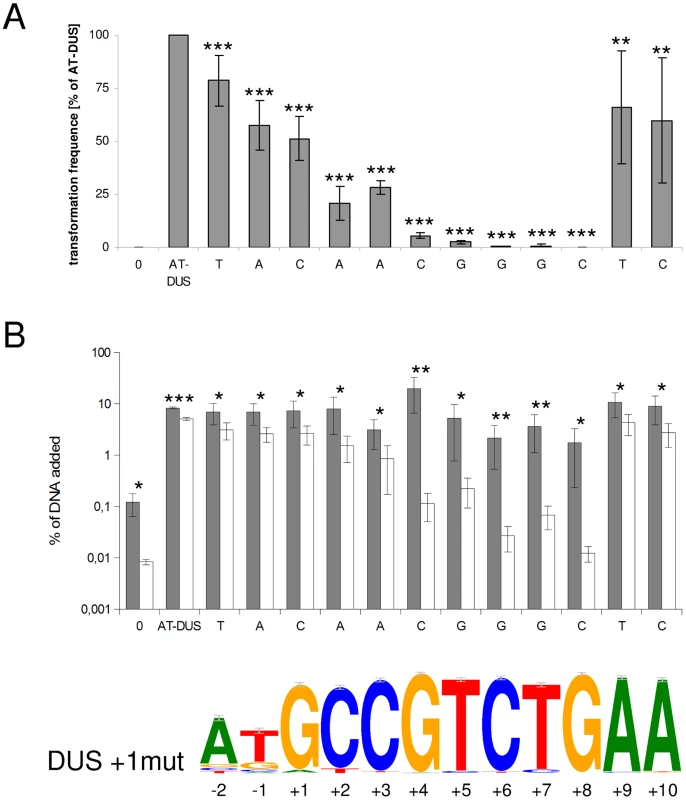 Effects of point mutations in the DUS on quantitative transformation and DNA binding and uptake of <i>N. meningitidis</i> MC58.