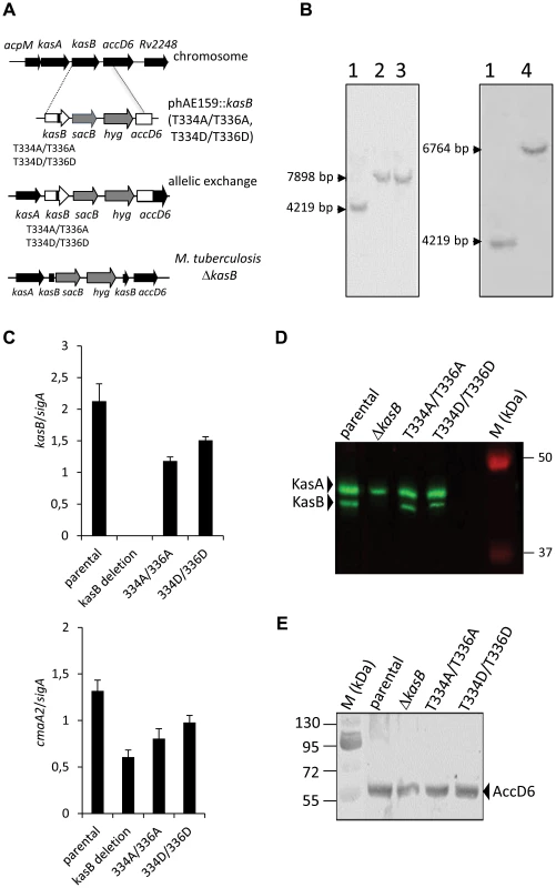 Construction of isogenic <i>M. tuberculosis</i> CDC1551 strains bearing the phosphoablative or phosphomimetic <i>kasB</i> alleles.