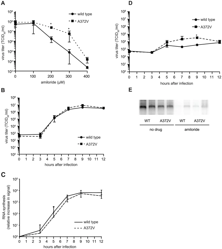 A372V resistance to amiloride does not involve improved replication.