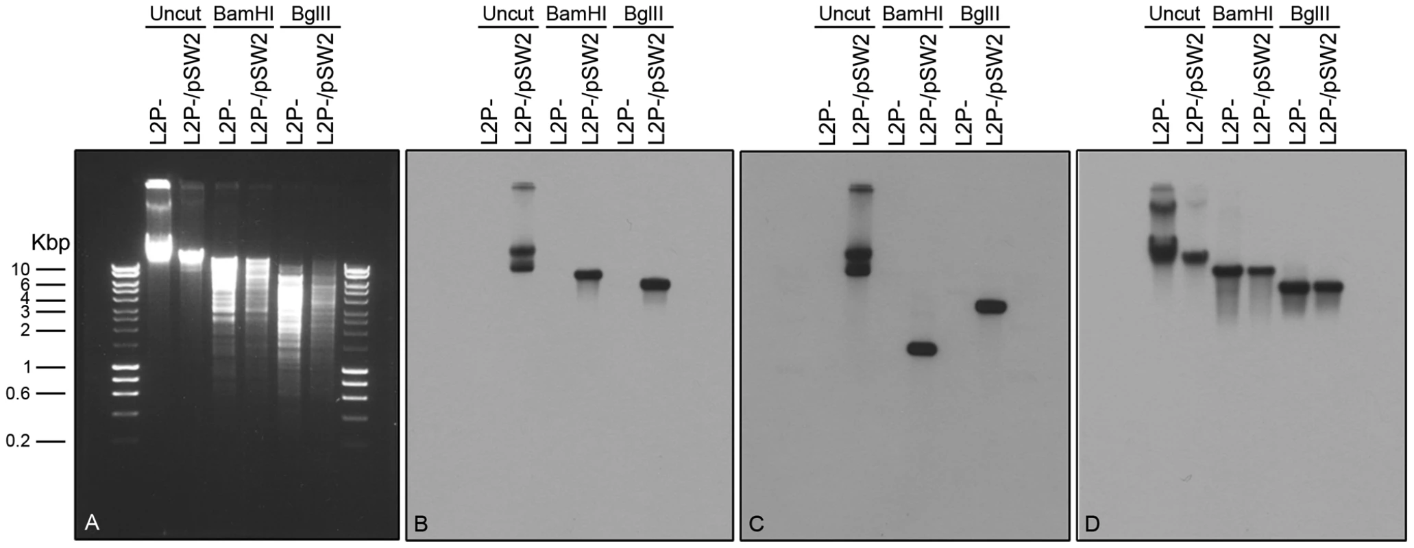 Southern blot of <i>C. trachomatis</i> L2 (25667R) transformed by plasmid pGFP::SW2.