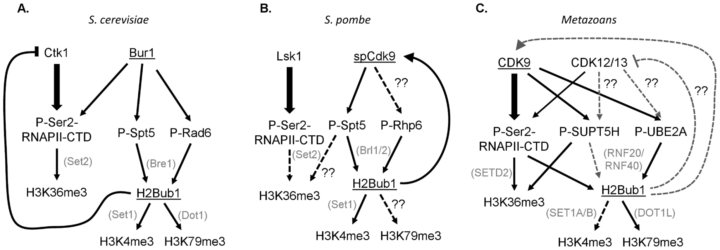 Interconnections between CDK9 orthologs, their substrates, and downstream histone modifications in yeast and humans.