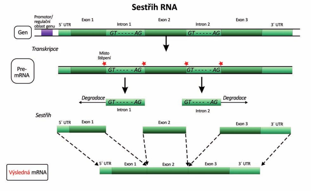 Vystřižení (splicing) intronů z pre-mRNA a spojení exonů na zralou mRNA (16). UTR – untranslated region (nekódující oblast), GT-AG – donor-akceptorová sekvence nukleotidů na 5´ a 3´ konci intronu jako nejběžnější signál pro vyštěpování intronů.