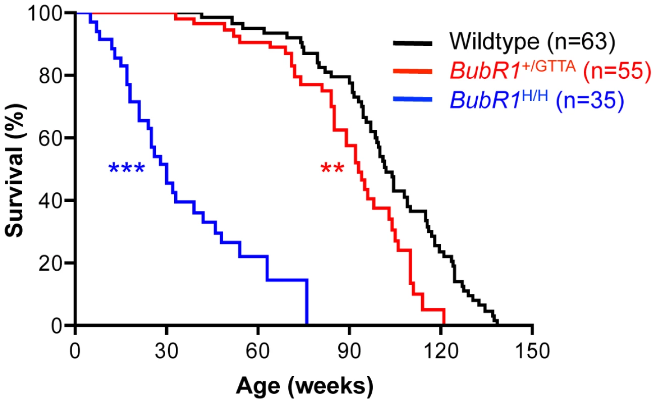 Lifespan of <i>BubR1</i><sup>+/GTTA</sup> is reduced.