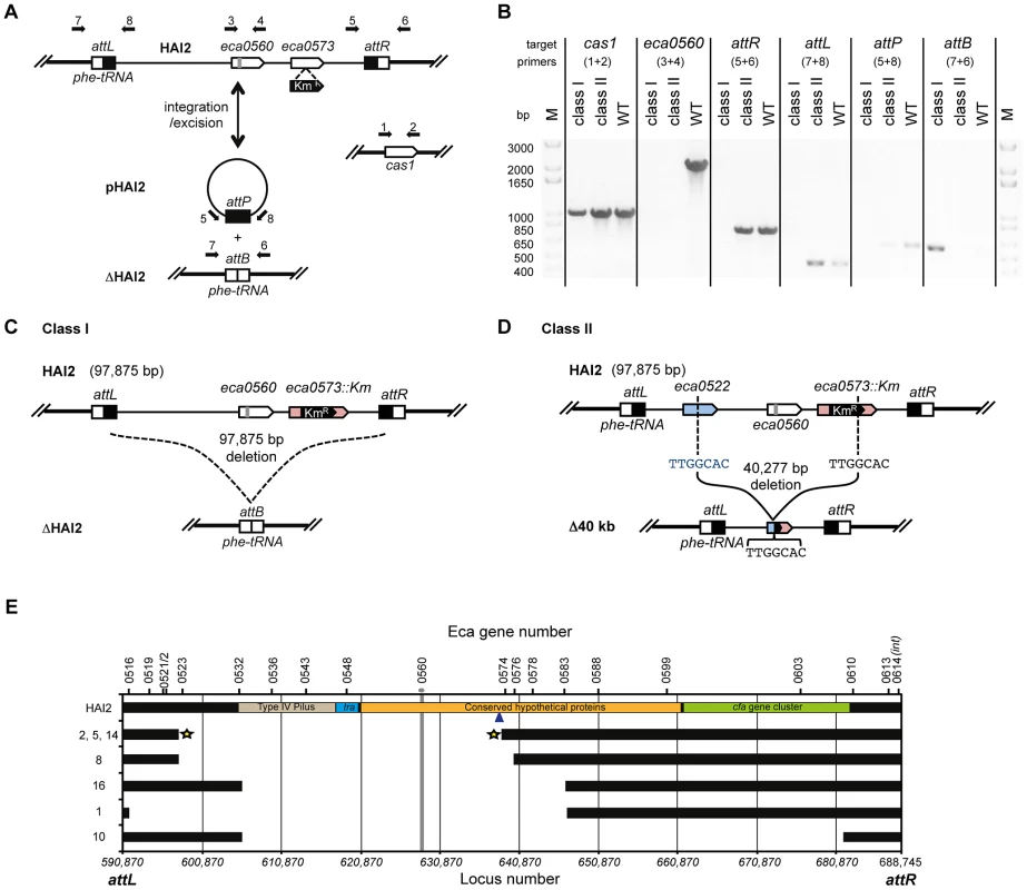 CRISPR/Cas–mediated chromosomal targeting causes rapid genome evolution.
