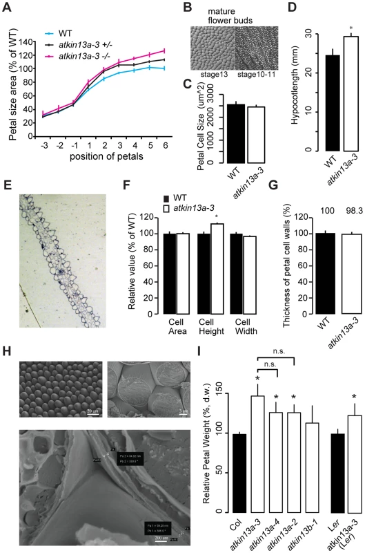 Increased postmitotic cell expansion in <i>atkin13a</i> mutants.