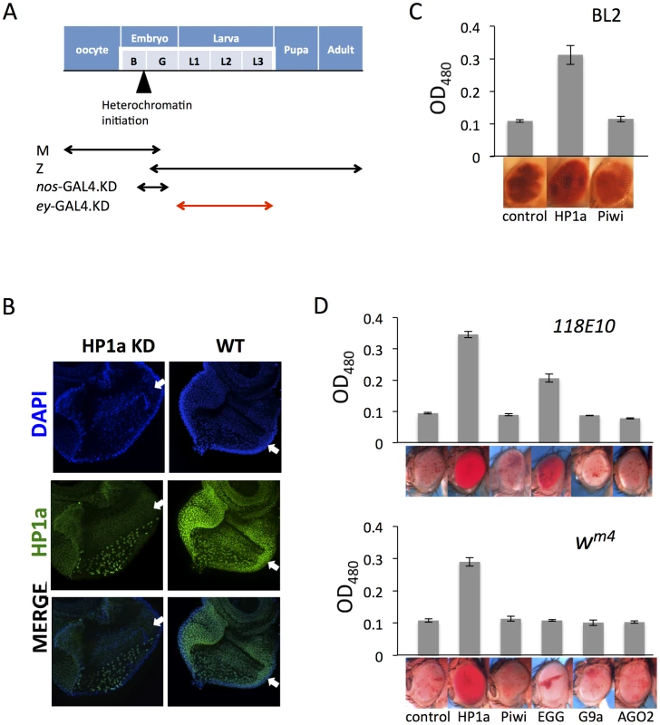 Eye lineage-specific knockdown (KD) of HP1a or EGG, but not of RNAi components Piwi or AGO2, suppresses variegation of a <i>white</i> PEV reporter.