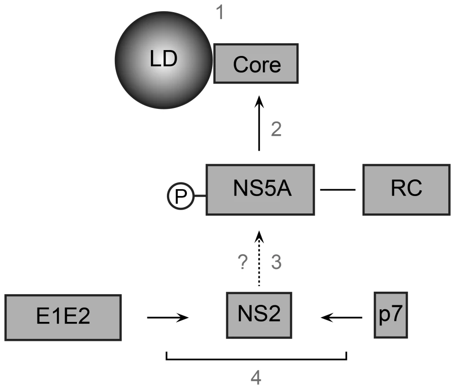 Model of NS2 role in the assembly process.