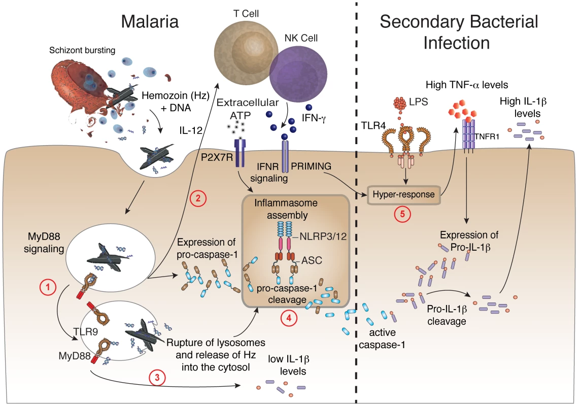 Malaria-induced NLRP12/NLRP3-dependent caspase-1 activation mediates IL-1β and hypersensitivity to bacterial superinfection.