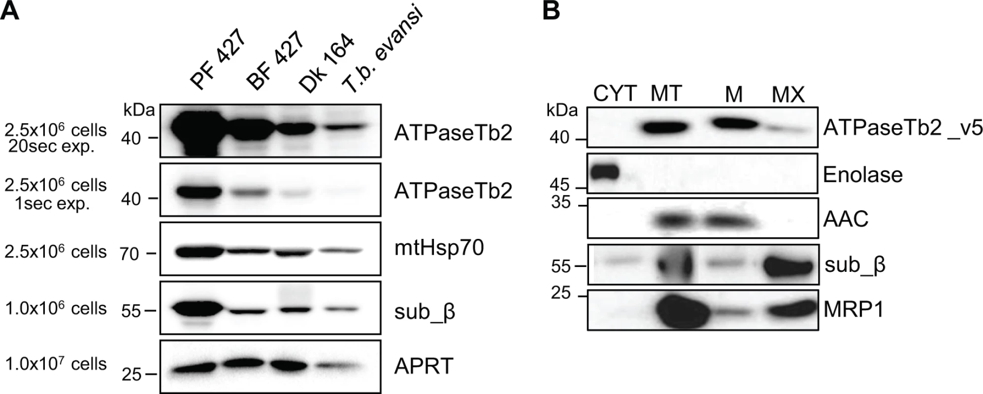 ATPaseTb2 is expressed in PF427, BF427, Dk164 <i>T</i>. <i>brucei</i> and <i>T</i>. <i>b</i>. <i>evansi</i> cells and it is a membrane-bound protein.