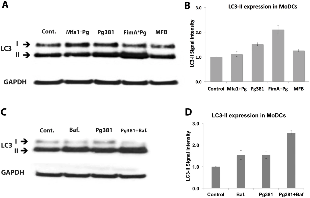 Low LC3-II expression in MoDCs infected with <i>P. gingivalis</i> expressing Mfa1.