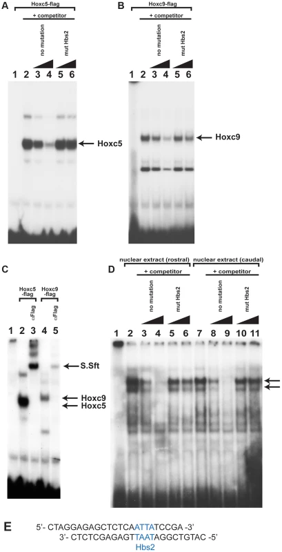 Hox proteins can bind the Hbs2 site.