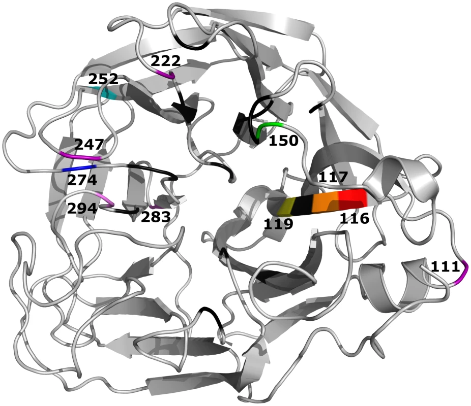 Crystal structure of the A/Vietnam/1203/04 (H5N1) NA molecule (Protein Data Bank:2HTY).