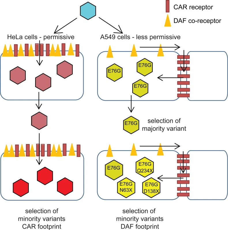 Schematic of CVB3 adaptation to differently permissive environments.